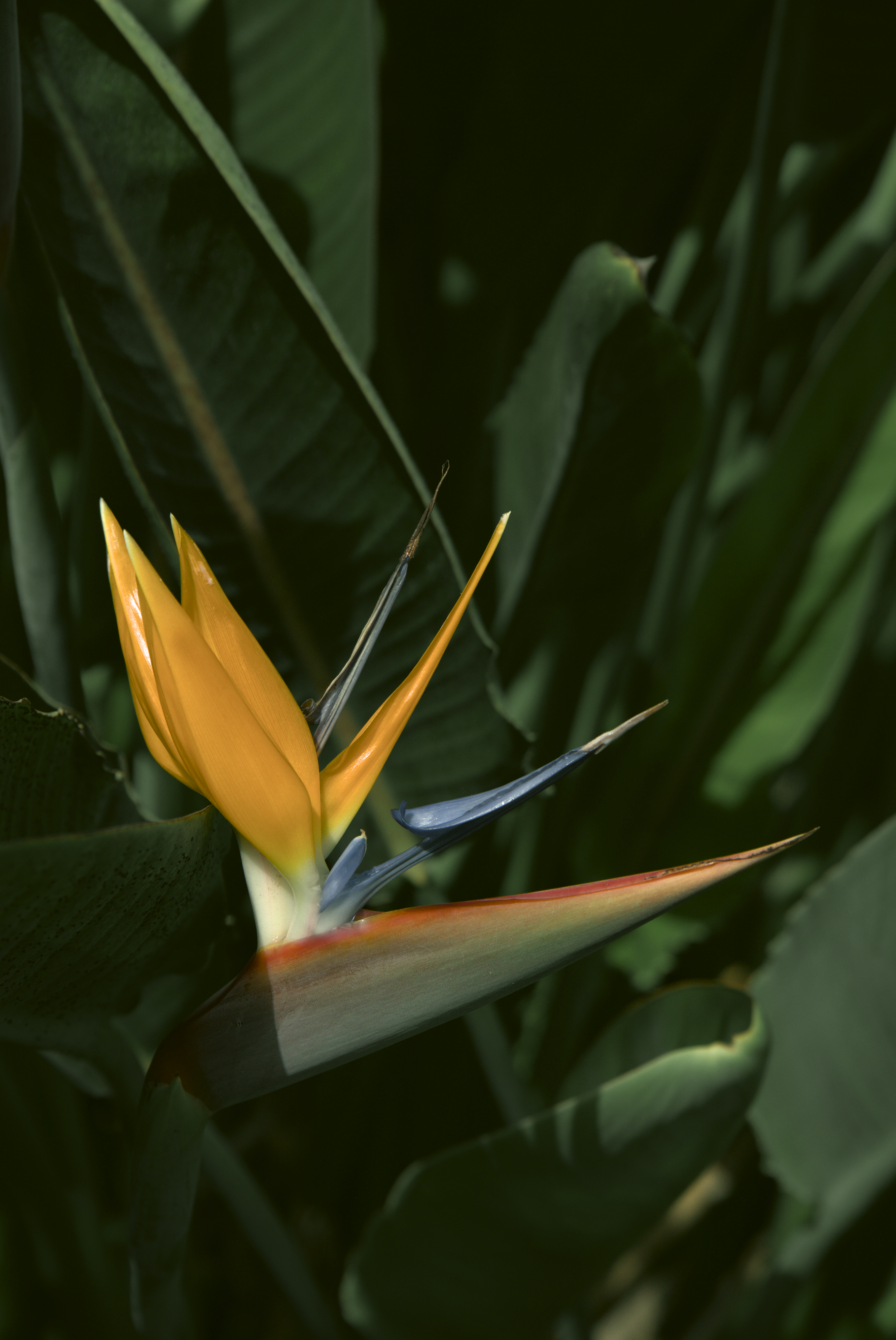 Flower 1