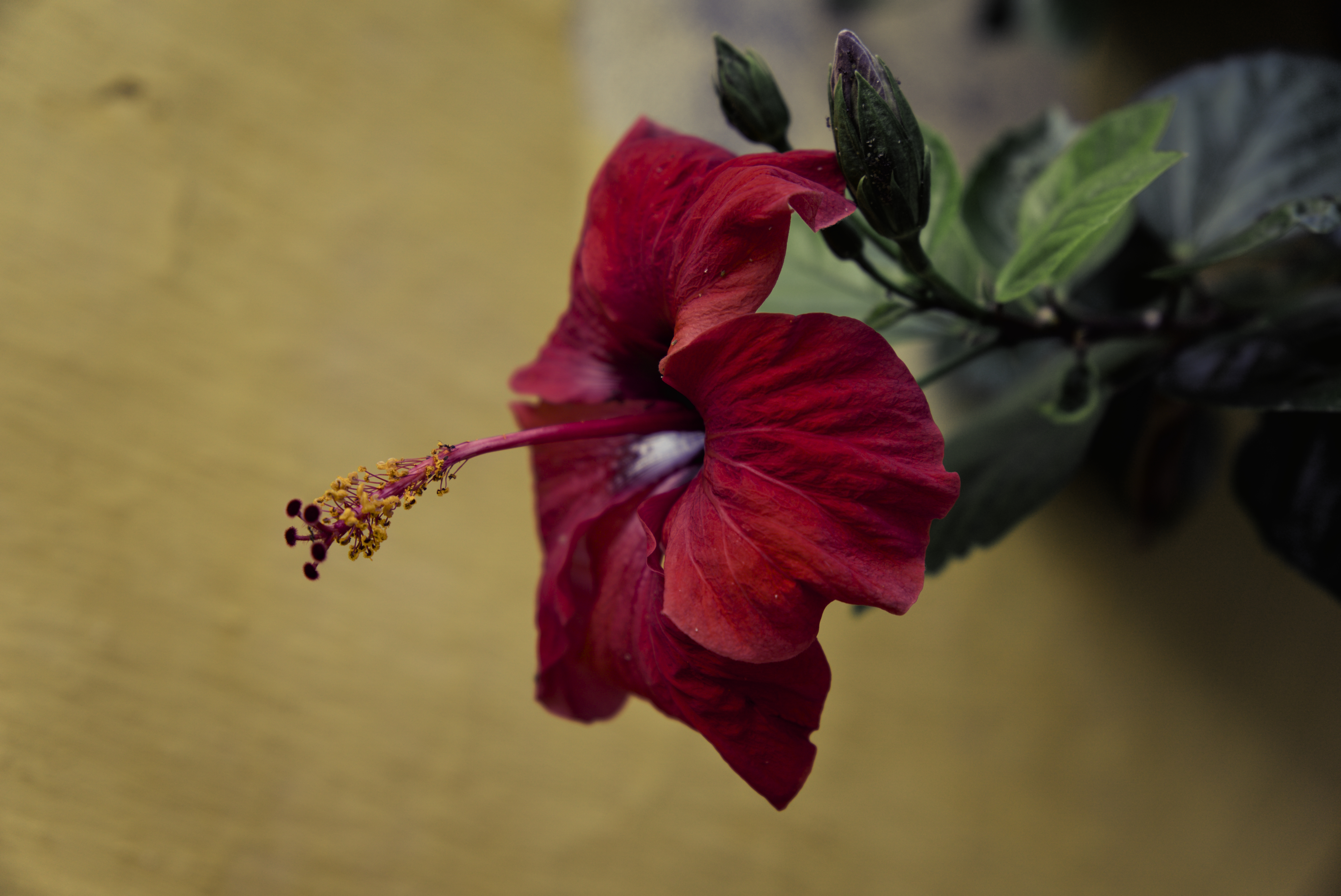 Flower 2