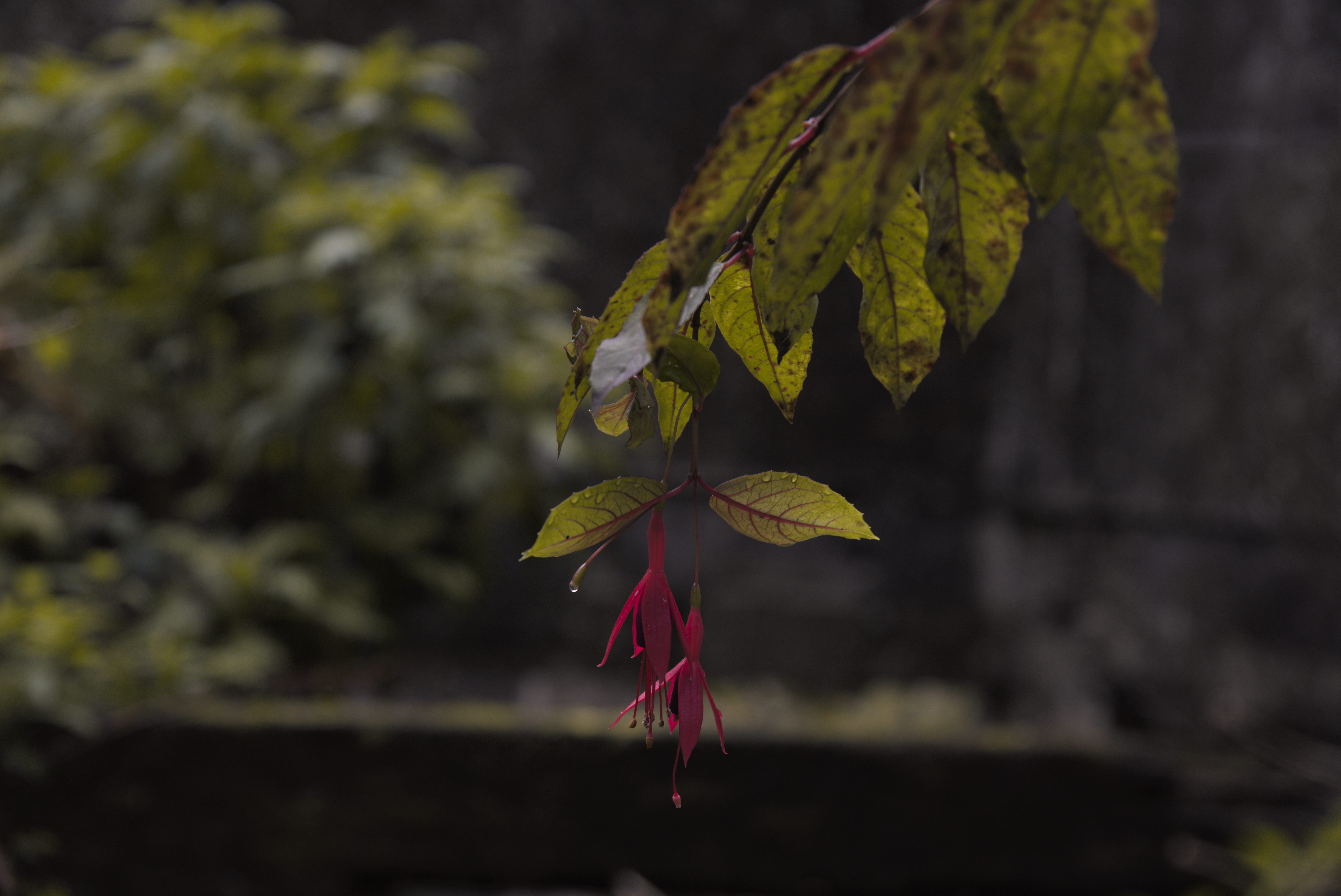 Flower 3