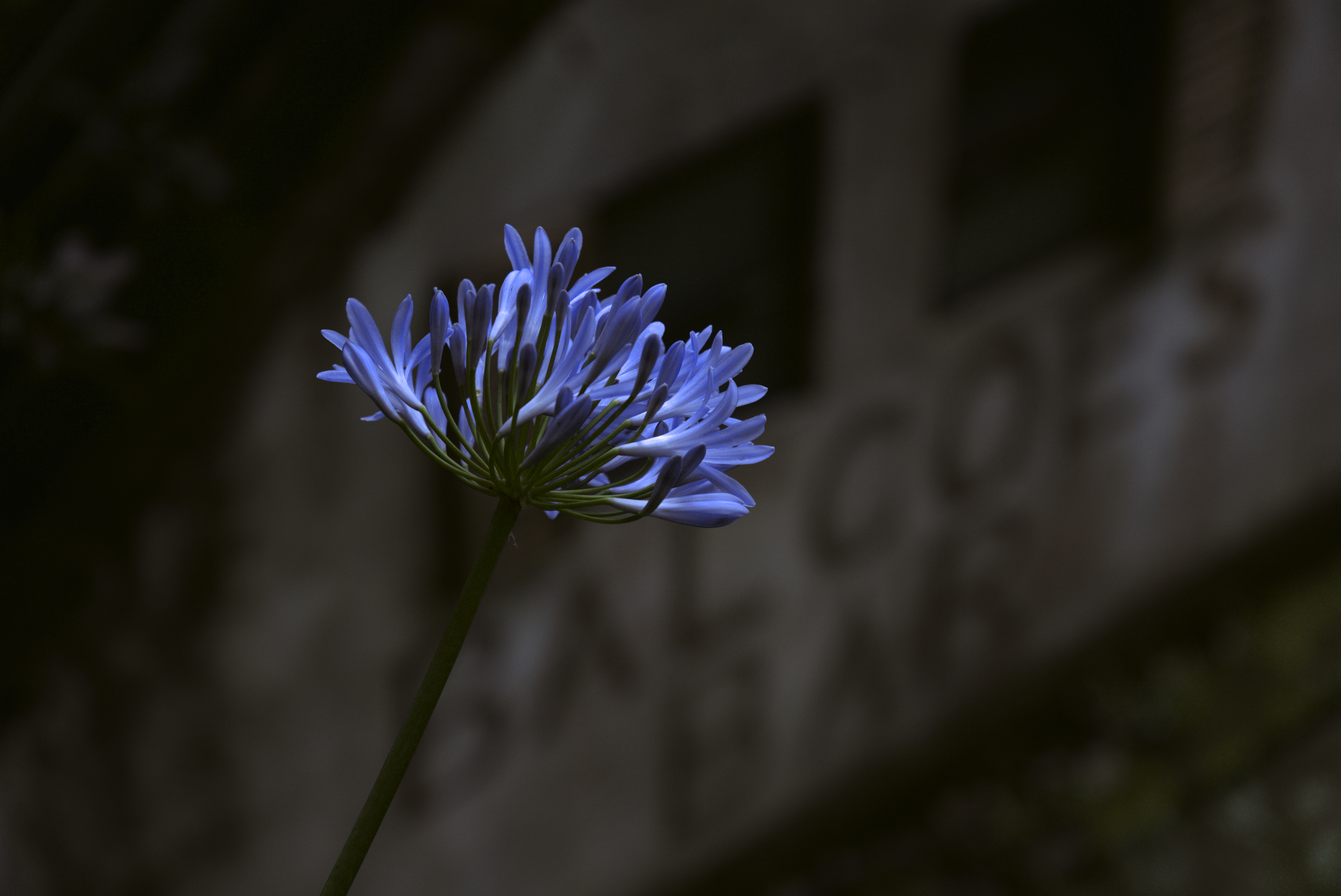 Flower 4