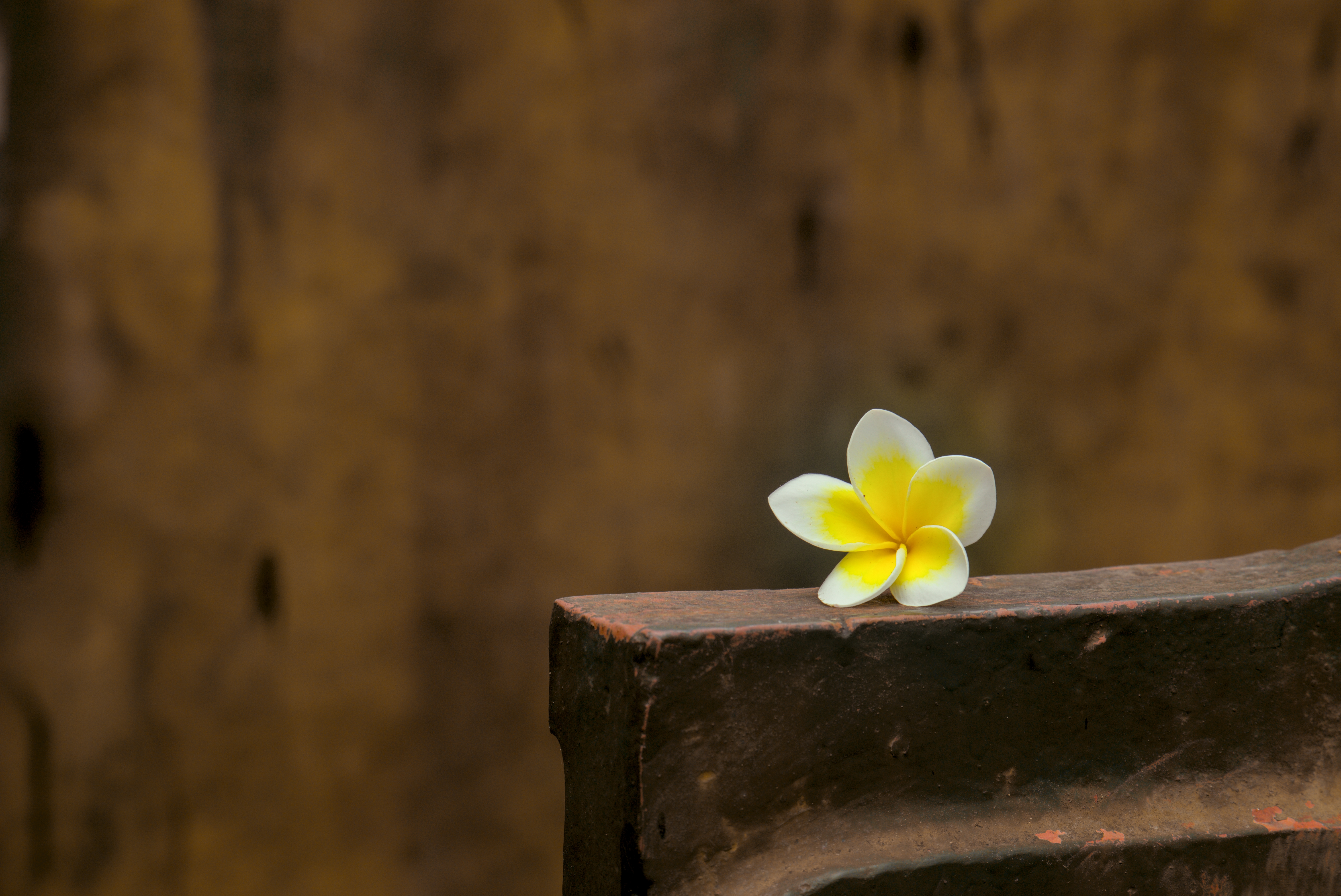 Flower 6